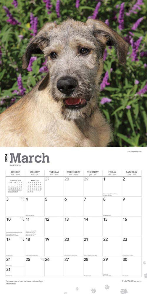 2024 Irish Wolfhounds Wall Calendar Online Exclusive Calendar Club   9781975470692 2 497x994 