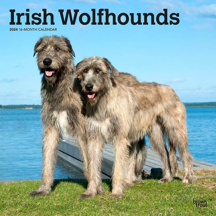 2024 Irish Wolfhounds Wall Calendar (Online Exclusive)
