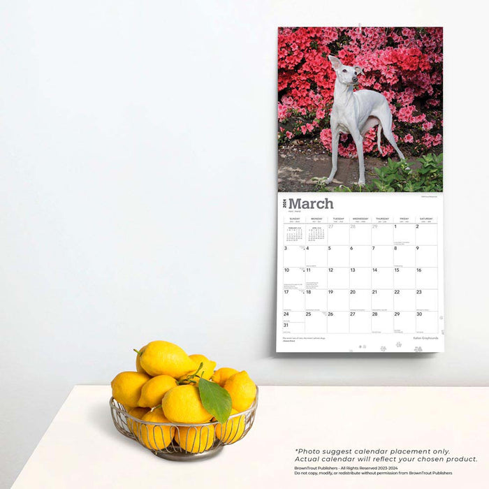 2024 Italian Greyhounds Wall Calendar
