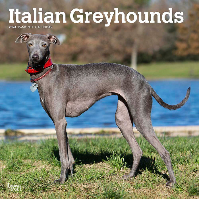 2024 Italian Greyhounds Wall Calendar — Calendar Club