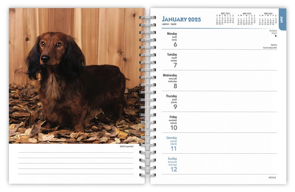 2025 Dachshunds Engagement Diary by  BrownTrout Publishers Inc from Calendar Club