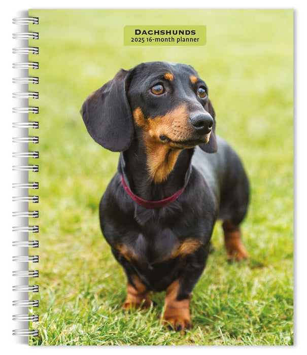 2025 Dachshunds Engagement Diary by  BrownTrout Publishers Inc from Calendar Club