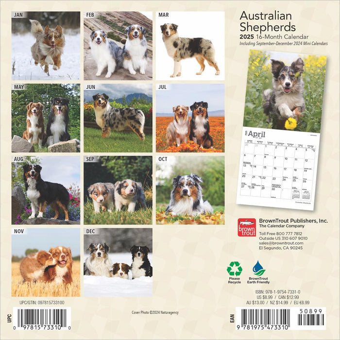 2025 Australian Shepherds Mini Wall Calendar