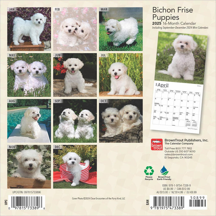 2025 Bichon Frise Puppies Mini Wall Calendar by  BrownTrout Publishers Inc from Calendar Club