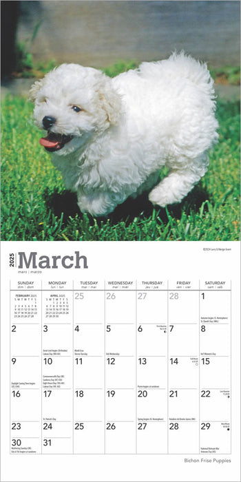 2025 Bichon Frise Puppies Mini Wall Calendar