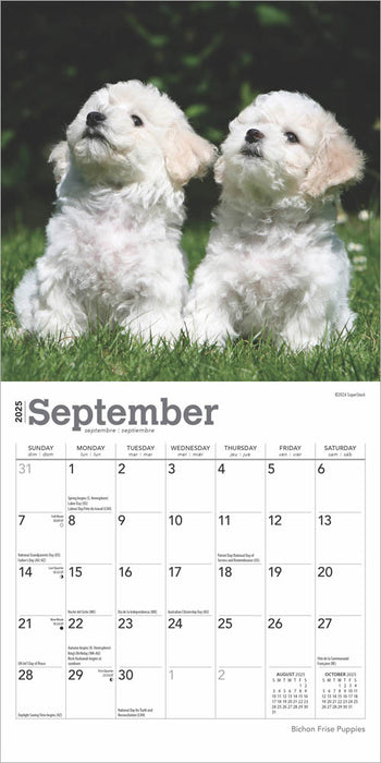 2025 Bichon Frise Puppies Mini Wall Calendar
