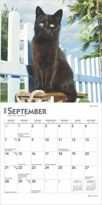 2025 Black Cats Mini Wall Calendar by  BrownTrout Publishers Inc from Calendar Club