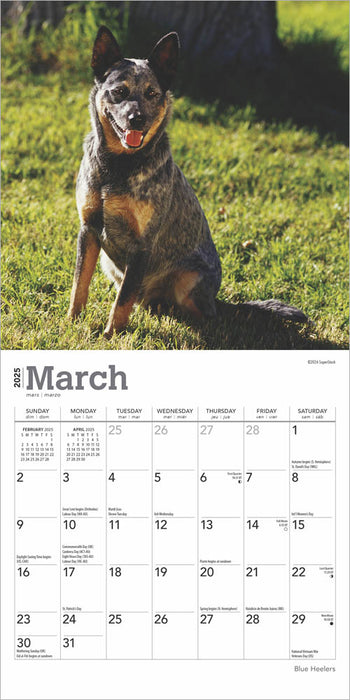 2025 Blue Heelers Mini Wall Calendar by  BrownTrout Publishers Inc from Calendar Club