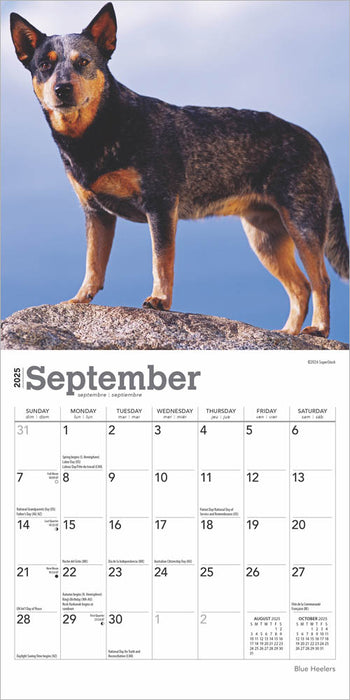 2025 Blue Heelers Mini Wall Calendar by  BrownTrout Publishers Inc from Calendar Club