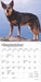 2025 Blue Heelers Mini Wall Calendar by  BrownTrout Publishers Inc from Calendar Club