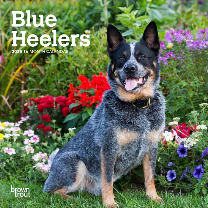 2025 Blue Heelers Mini Wall Calendar by  BrownTrout Publishers Inc from Calendar Club