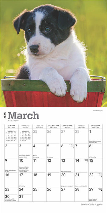 2025 Border Collie Puppies Mini Wall Calendar by  BrownTrout Publishers Inc from Calendar Club