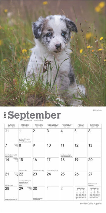 2025 Border Collie Puppies Mini Wall Calendar by  BrownTrout Publishers Inc from Calendar Club