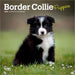 2025 Border Collie Puppies Mini Wall Calendar by  BrownTrout Publishers Inc from Calendar Club