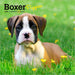 2025 Boxer Puppies Mini Wall Calendar by  BrownTrout Publishers Inc from Calendar Club