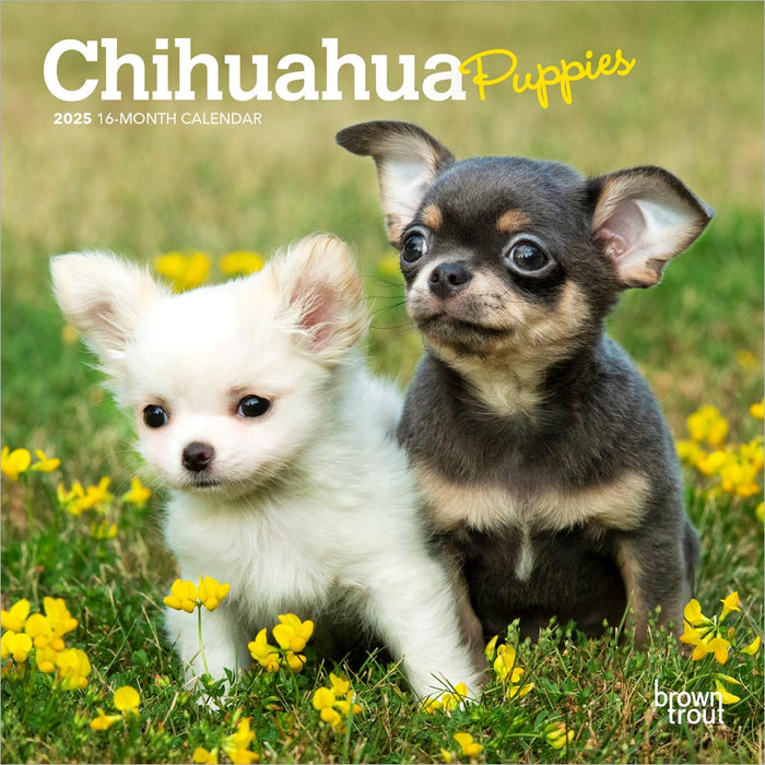 2025 Chihuahua Puppies Mini Wall Calendar by  BrownTrout Publishers Inc from Calendar Club