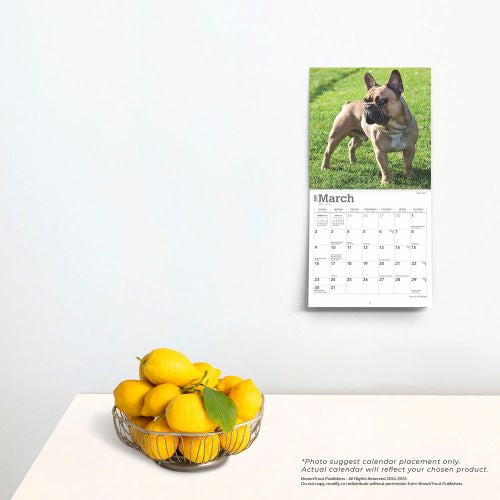 2025 French Bulldogs Mini Wall Calendar by  BrownTrout Publishers Inc from Calendar Club