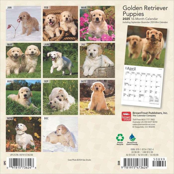 2025 Golden Retriever Puppies Mini Wall Calendar by  BrownTrout Publishers Inc from Calendar Club