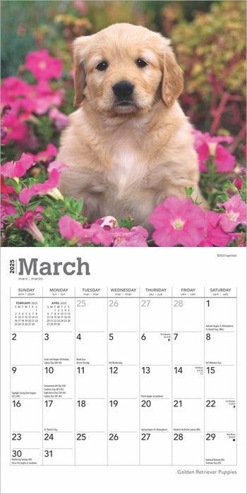 2025 Golden Retriever Puppies Mini Wall Calendar by  BrownTrout Publishers Inc from Calendar Club