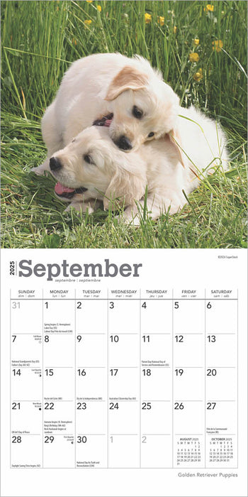 2025 Golden Retriever Puppies Mini Wall Calendar by  BrownTrout Publishers Inc from Calendar Club