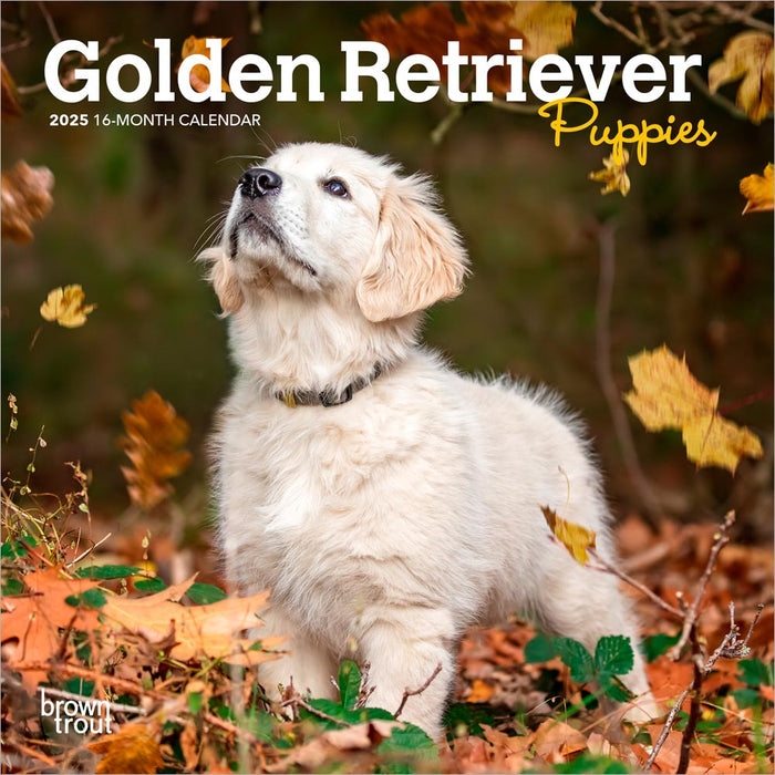 2025 Golden Retriever Puppies Mini Wall Calendar by  BrownTrout Publishers Inc from Calendar Club