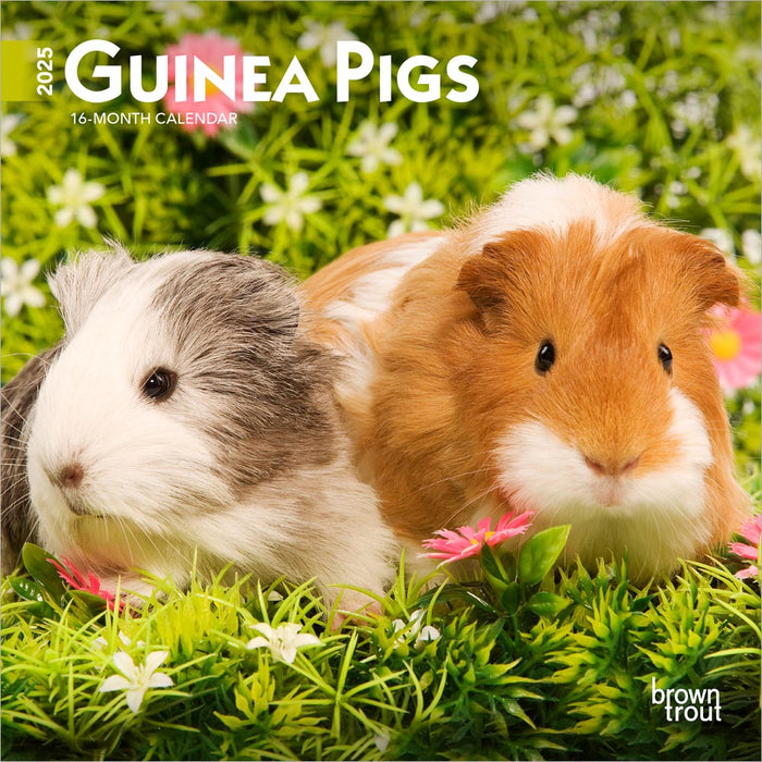 2025 Guinea Pigs Mini Wall Calendar by  BrownTrout Publishers Inc from Calendar Club