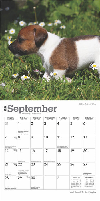 2025 Jack Russell Terrier Puppies Mini Wall Calendar by  BrownTrout Publishers Inc from Calendar Club