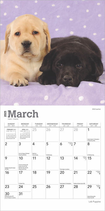 2025 Lab Puppies Mini Wall Calendar by  BrownTrout Publishers Inc from Calendar Club