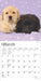 2025 Lab Puppies Mini Wall Calendar by  BrownTrout Publishers Inc from Calendar Club