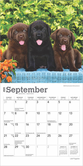 2025 Lab Puppies Mini Wall Calendar by  BrownTrout Publishers Inc from Calendar Club