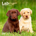 2025 Lab Puppies Mini Wall Calendar by  BrownTrout Publishers Inc from Calendar Club