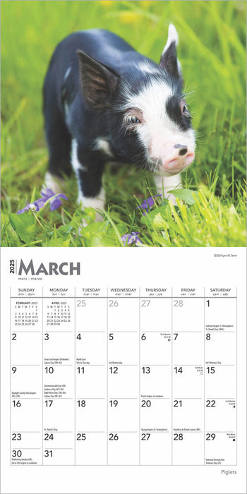 2025 Piglets Mini Wall Calendar by  BrownTrout Publishers Inc from Calendar Club