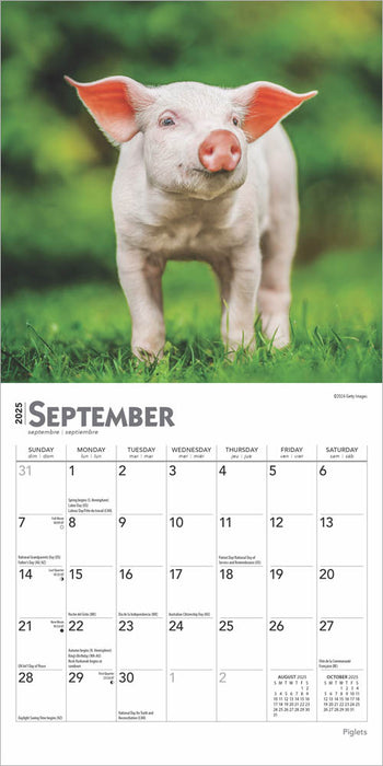 2025 Piglets Mini Wall Calendar by  BrownTrout Publishers Inc from Calendar Club