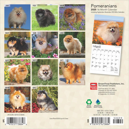2025 Pomeranians Mini Wall Calendar by  BrownTrout Publishers Inc from Calendar Club