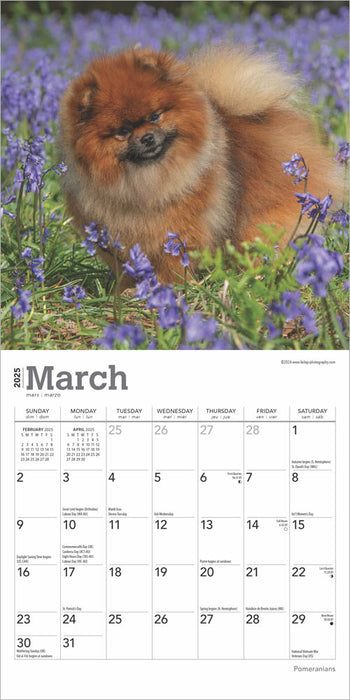 2025 Pomeranians Mini Wall Calendar by  BrownTrout Publishers Inc from Calendar Club