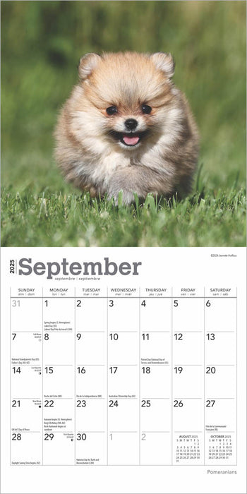 2025 Pomeranians Mini Wall Calendar by  BrownTrout Publishers Inc from Calendar Club