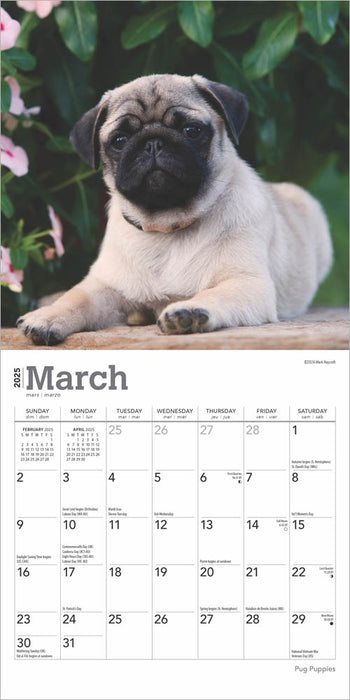 2025 Pug Puppies Mini Wall Calendar by  BrownTrout Publishers Inc from Calendar Club