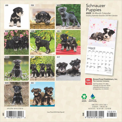 2025 Schnauzer Puppies Mini Wall Calendar by  BrownTrout Publishers Inc from Calendar Club