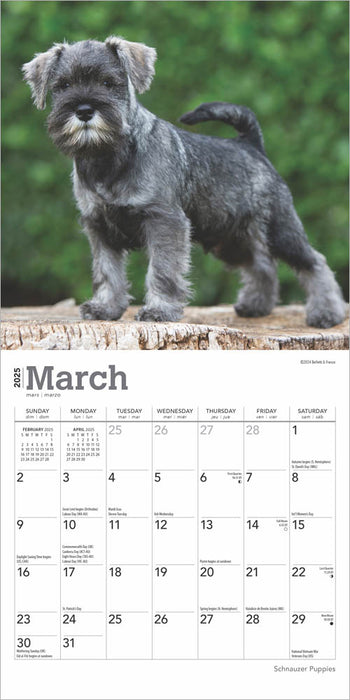 2025 Schnauzer Puppies Mini Wall Calendar by  BrownTrout Publishers Inc from Calendar Club