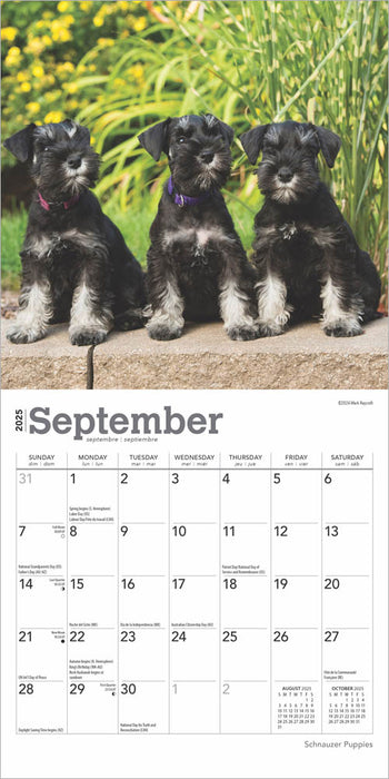 2025 Schnauzer Puppies Mini Wall Calendar by  BrownTrout Publishers Inc from Calendar Club