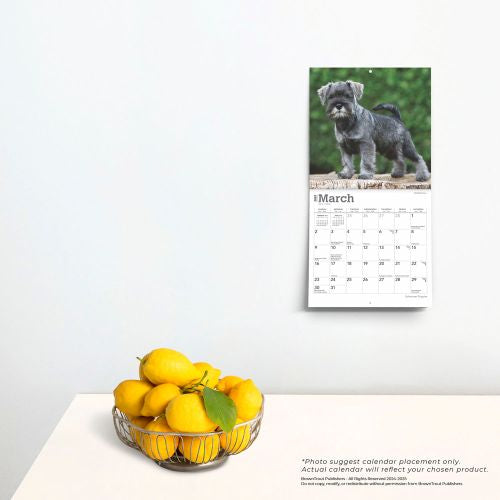 2025 Schnauzer Puppies Mini Wall Calendar by  BrownTrout Publishers Inc from Calendar Club