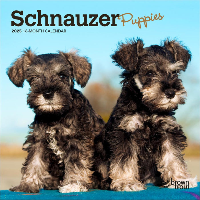 2025 Schnauzer Puppies Mini Wall Calendar by  BrownTrout Publishers Inc from Calendar Club