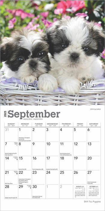 2025 Shih Tzu Puppies Mini Wall Calendar by  BrownTrout Publishers Inc from Calendar Club