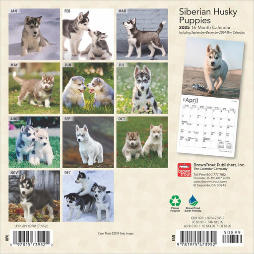 2025 Siberian Husky Puppies Mini Wall Calendar by  BrownTrout Publishers Inc from Calendar Club