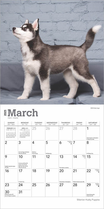 2025 Siberian Husky Puppies Mini Wall Calendar by  BrownTrout Publishers Inc from Calendar Club