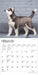 2025 Siberian Husky Puppies Mini Wall Calendar by  BrownTrout Publishers Inc from Calendar Club