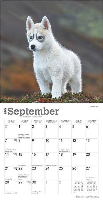 2025 Siberian Husky Puppies Mini Wall Calendar by  BrownTrout Publishers Inc from Calendar Club