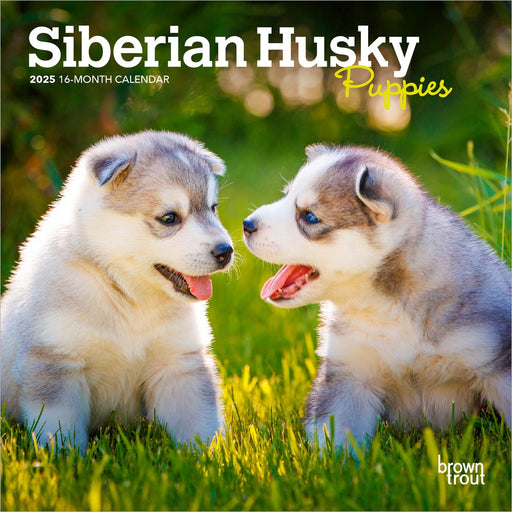 2025 Siberian Husky Puppies Mini Wall Calendar by  BrownTrout Publishers Inc from Calendar Club