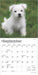 2025 West Highland White Terrier Puppies Mini Wall Calendar by  BrownTrout Publishers Inc from Calendar Club