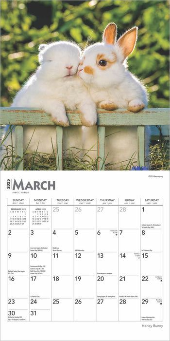 2025 Honey Bunny Mini Wall Calendar by  BrownTrout Publishers Inc from Calendar Club